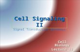 Cell Signaling II Cell Signaling II Signal Transduction pathways Cell Biology Lecture 13.