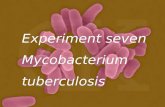 Experiment seven Mycobacterium tuberculosis. Pathogenesis primary infection primary infection 1) lung infection secondary infection secondary infection.
