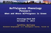 Phenology Week Talk October 3, 2014 Cynthia Wallace Research Geographer, U.S. Geological Survey, Tucson AZ Buffelgrass Phenology Project: When and Where.