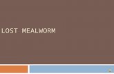 LOST MEALWORM Lost Meal worm! Lost mealworm Ferb. Return mealworm to Covington school in Mrs.Parkins class 207 Ferb is very tan, he is 20mm he has 13.