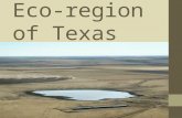 High Plains Eco- region of Texas. Location Pan Handle Of Texas North West Texas but stretches down more toward west Texas Altitude 3000-4500 ft above.