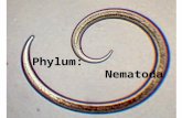 Phylum: Nematoda Phylum: Nematoda Nematoda. Nematodes Origin of the word nematoda: Nema = greek for thread Animals in this phylum include: A variety of.