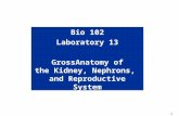1 Bio 102 Laboratory 13 GrossAnatomy of the Kidney, Nephrons, and Reproductive System.