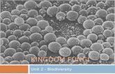 KINGDOM FUNGI Unit 2 - Biodiversity. Kingdom Fungi  Eukaryotic  Mostly Multicellular  Yeasts are unicellular  Heterotrophic by absorption  Walls.