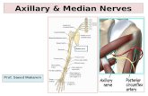 Axillary & Median Nerves Prof. Saeed Makarem. Objectives At the end of the lecture, you should be able to: axillarymedian Describe the origin, course,