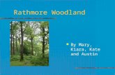 Rathmore Woodland By Mary, Kiara, Kate and Austin.