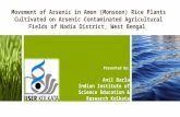 Movement of Arsenic in Amon (Monsoon) Rice Plants Cultivated on Arsenic Contaminated Agricultural Fields of Nadia District, West Bengal Presented by: Anil.