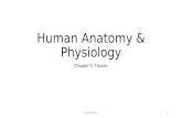 Human Anatomy & Physiology Chapter 5: Tissues Panda Wilson1.