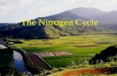 The Nitrogen Cycle. Nitrogen Cycle N2N2 atmosphere lightning fixedFertilizer Factory Denitrifying bacteria Nitrates PlantsBacteria Decay &Waste AnimalsAmmonia.