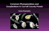 Common Phytoplankton and Zooplankton in Carroll County Ponds Some Examples.