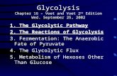Glycolysis Chapter 16 – Voet and Voet 2 nd Edition Wed. September 25, 2002 1. The Glycolytic Pathway 2. The Reactions of Glycolysis 3. Fermentation: The.