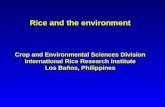 Rice and the environment Crop and Environmental Sciences Division International Rice Research Institute Los Baños, Philippines.