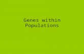 Genes within Populations. What is a population? How are populations characterized? What does it mean to be diploid, haploid, polyploid? How can we characterize.