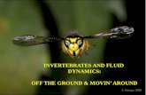 INVERTEBRATES AND FLUID DYNAMICS: OFF THE GROUND & MOVIN’ AROUND.