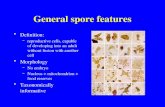 General spore features Definition: –reproductive cells, capable of developing into an adult without fusion with another cell Morphology –No embryo –Nucleus.