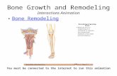 Bone Growth and Remodeling Interactions Animation Bone Remodeling You must be connected to the internet to run this animation.