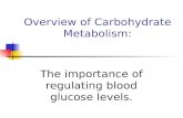 Overview of Carbohydrate Metabolism: The importance of regulating blood glucose levels.