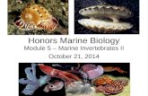 Honors Marine Biology Module 5 – Marine Invertebrates II October 21, 2014.