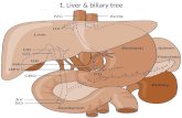 1. Liver & biliary tree. 2. Liver lobule 3. Hepatocytes, sinusoid & bile canaliculi