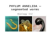 PHYLUM ANNELIDA – segmented worms Biology 112. Annelids Representative species: common earthworm.