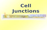 Cell Junctions. “serve to anchor cells to one another or to provide a passageway for cellular exchange.” Three major types: Desmosomes Tight junctions.
