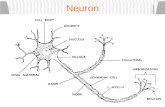 Neuron Motor Unit Is one motor neuron and all muscle fibers its branches innervate. Delicate control - a few muscle fibers per motor unit. Stimulates.