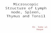 Microscopic Structure of Lymph node, Spleen, Thymus and Tonsil Dr. Sama ul Haque.