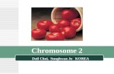 Chromosome 2 Doil Choi, Sunghwan Jo KOREA. Cytological architecture of chromosome 2 540 kb/µm DAPI (4’-6-diamidino-2-phenylindole) stained pachytene chromosome.