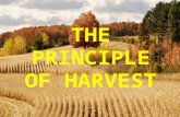 THE PRINCIPLE OF HARVEST. Genesis 8:22: "While the earth remains, seedtime and harvest, and cold and heat, and summer and winter, and day and night shall.