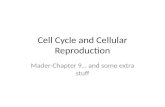 Cell Cycle and Cellular Reproduction Mader-Chapter 9… and some extra stuff.