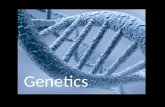 Genetics. 2 12/11/12 WHAT IS GENETICS? From Wikipedia: GeneticsGenetics - the science of genes, heredity, and the variation of organisms.