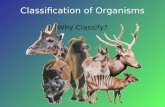 Classification of Organisms Why Classify?. The scientific name of an organism gives biologists a common way of communicating, regardless of their native.