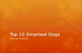 Top 15 Smartest Dogs Hannah Haskins. Cairn Terrier  This terrier is very spirited, Loyal, and usually independent. It is also very friendly and alert.