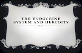 THE ENDOCRINE SYSTEM AND HEREDITY. ENDOCRINE SYSTEM  The endocrine system consists of glands that secrete substances called hormones into the blood stream.