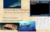 Sharks, skates and rays Placoid scales Ampullary organs Chondrichthyes.