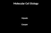 Molecular Cell Biology Myosin Cooper. Diagram of a Sarcomere.