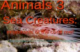 Animals 3 Sea Creatures: inhabitants of the coral reef Images Origin: mostly at 20reports/Coz%20one%20day%20at%20a%20time.html.