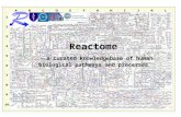 Reactome - a curated knowledgebase of human biological pathways and processes.