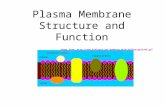 Plasma Membrane Structure and Function Image from: