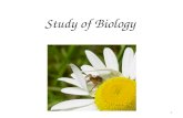 Study of Biology 1. What is Biology? _______ is the study of all living things Living things are called _____________ Organisms include __________, ________,