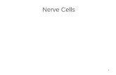 1 Nerve Cells. 2 Nerve cells Around 100 billion neurons in the brain initially –Adult stage 15 billion Means of communication in the nervous system Excitatory.
