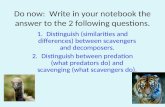 Do now: Write in your notebook the answer to the 2 following questions. 1.Distinguish (similarities and differences) between scavengers and decomposers.