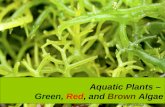 Aquatic Plants – Green, Red, and Brown Algae .