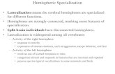 Hemispheric Specialization Lateralization means the cerebral hemispheres are specialized for different functions. Hemispheres are strongly connected, masking.