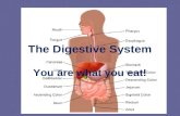 The Digestive System You are what you eat!. What is the function of the digestive system? The digestive system has three main functions: 1. It breaks.