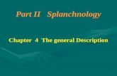 Part II Splanchnology Chapter 4 The general Description Part II Splanchnology Chapter 4 The general Description.