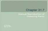 Asexual Reproduction of Flowering Plants AP Biology Spring 2011.