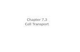 Chapter 7.3 Cell Transport. Concentration Gradient Concentration – the amount of solute compared to water in the solution – High Concentration = large.