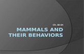 Ch. 30-34 Chapter 30 Mammals Section 1: Mammalian Characteristics Section 2: Diversity of Mammals.
