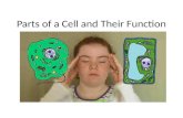 Parts of a Cell and Their Function. Plant Cell Animal Cell.